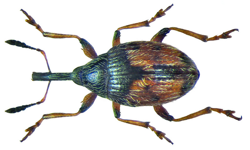 The lesser of two weevils